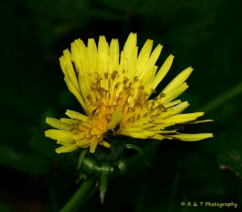 {Taraxacum officinale}